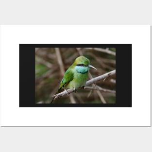 Asian Green Bee-Eater Bird Posters and Art